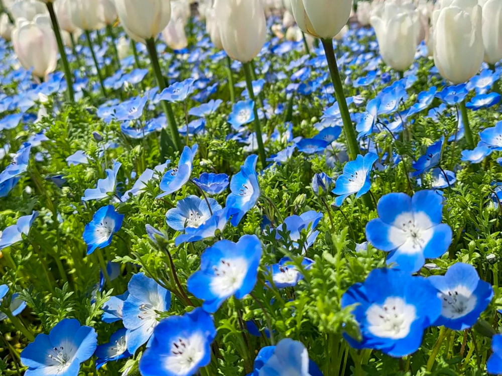 なばなの里、ネモフィラ、3月春の花、三重県桑名市の観光・撮影スポットの画像と写真
