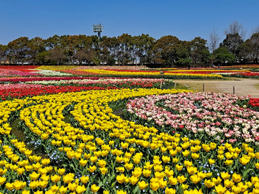 なばなの里、チューリップ、3月春の花、三重県桑名市の観光・撮影スポットの画像と写真
