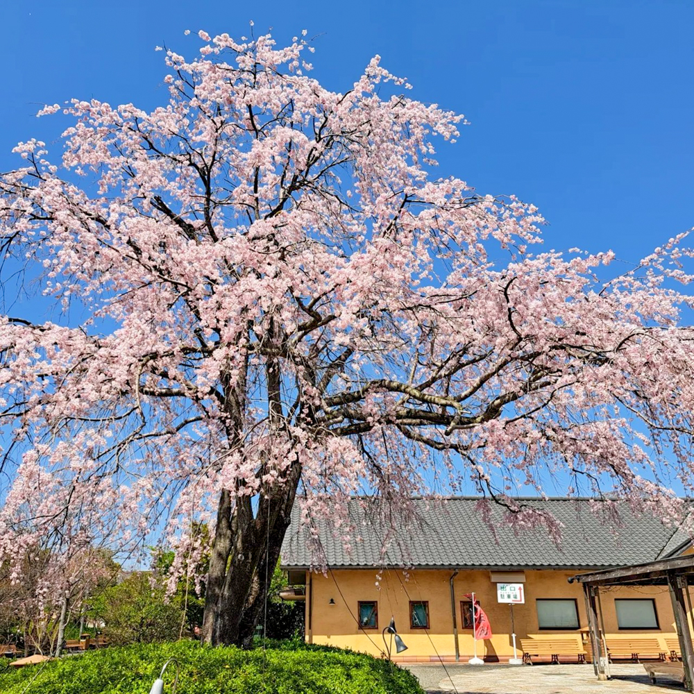 なばなの里、桜、3月春の花、三重県桑名市の観光・撮影スポットの画像と写真