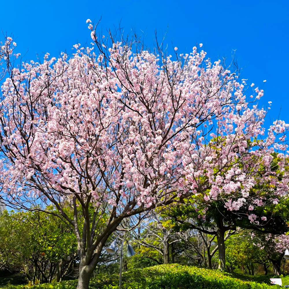 なばなの里、桜、3月春の花、三重県桑名市の観光・撮影スポットの画像と写真