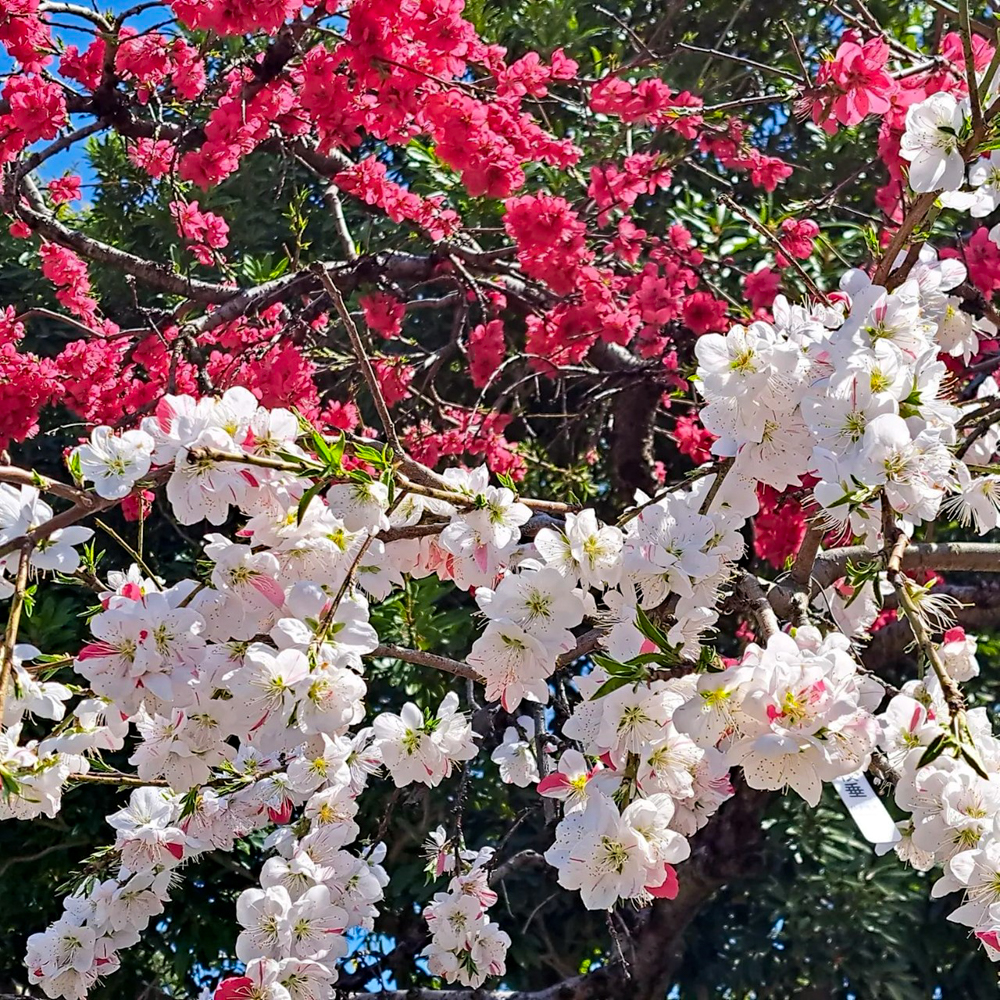 なばなの里、3月春の花、三重県桑名市の観光・撮影スポットの画像と写真