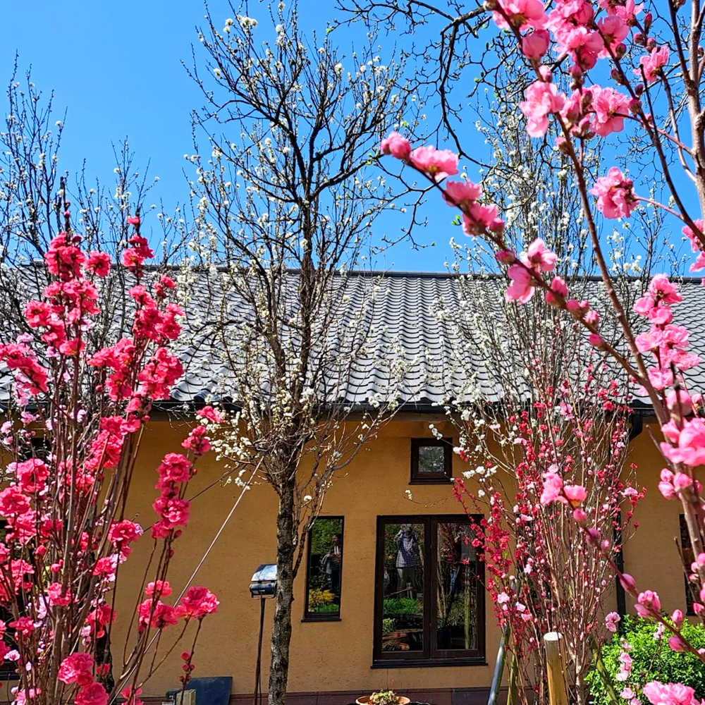 なばなの里、3月春の花、三重県桑名市の観光・撮影スポットの画像と写真