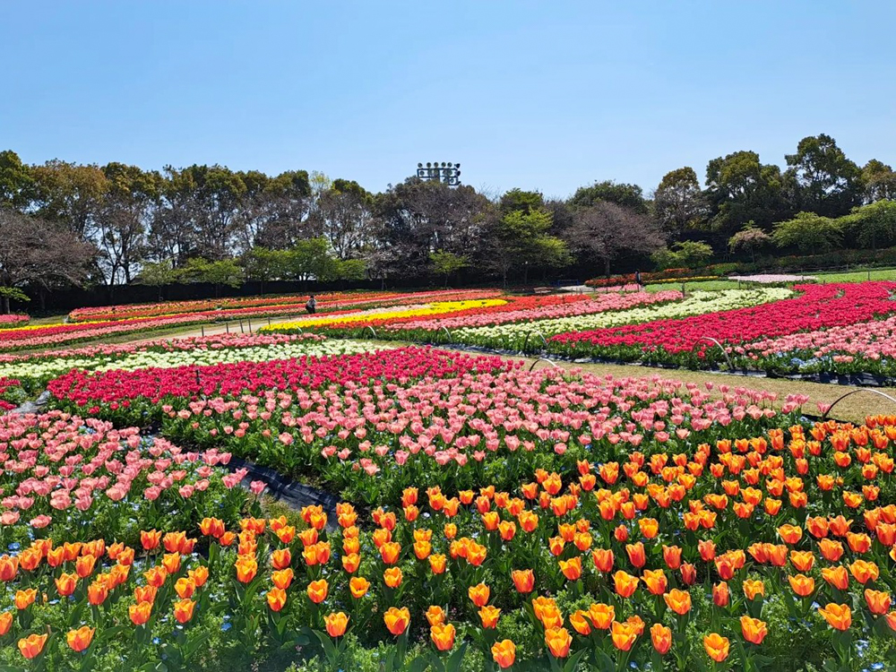 なばなの里、チューリップ、3月春の花、三重県桑名市の観光・撮影スポットの画像と写真