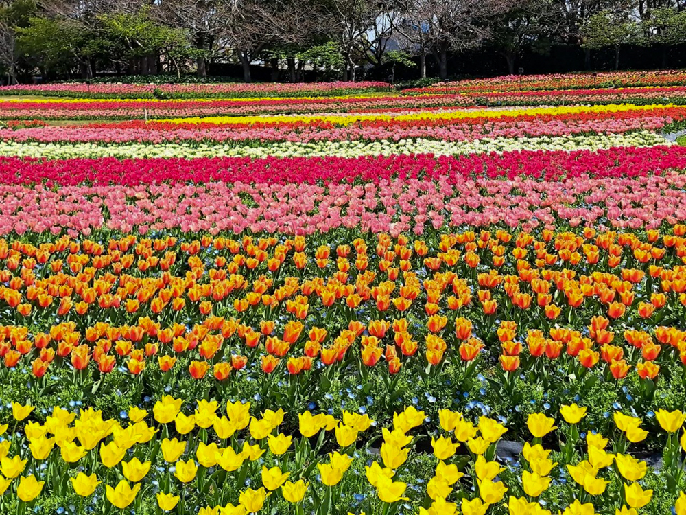 なばなの里、チューリップ、3月春の花、三重県桑名市の観光・撮影スポットの画像と写真