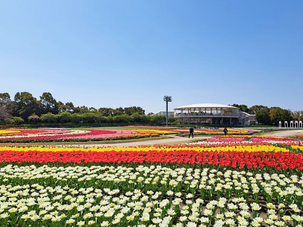 なばなの里、チューリップ、3月春の花、三重県桑名市の観光・撮影スポットの画像と写真