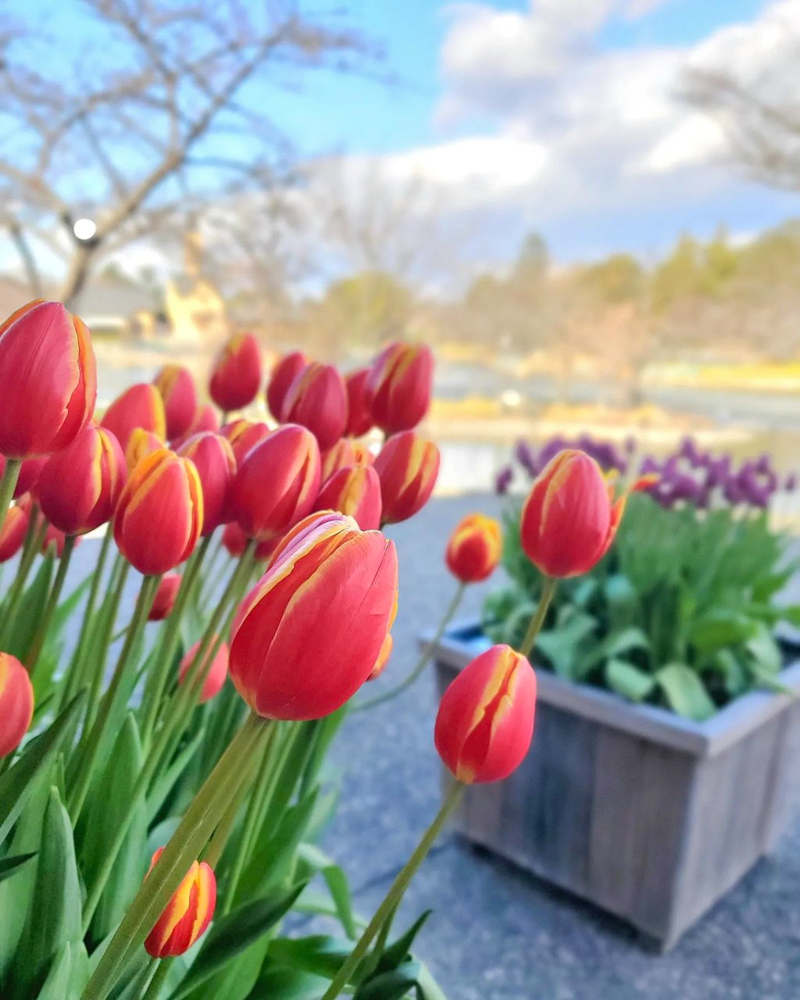 なばなの里（アイスチューリップ） 、1月冬の花、三重県桑名市の観光・撮影スポットの画像と写真