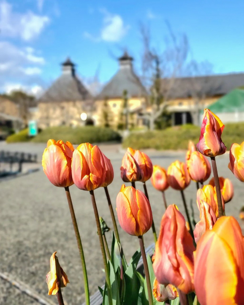 なばなの里（アイスチューリップ） 、1月冬の花、三重県桑名市の観光・撮影スポットの画像と写真