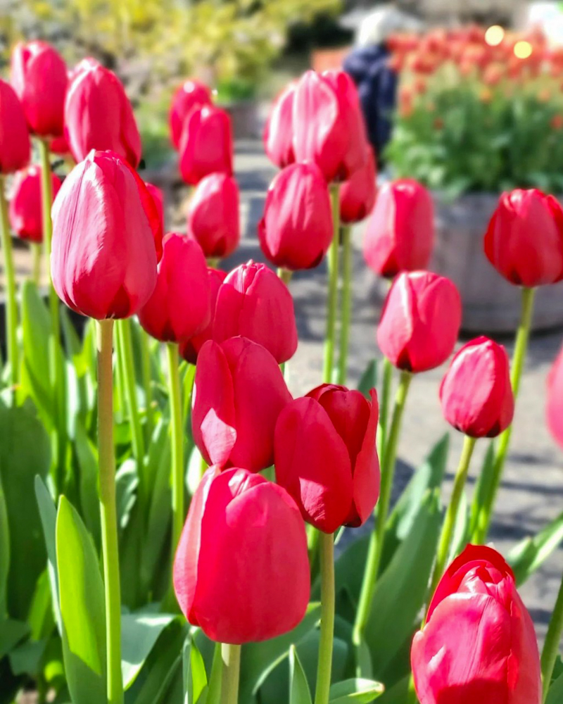 なばなの里（アイスチューリップ） 、1月冬の花、三重県桑名市の観光・撮影スポットの画像と写真