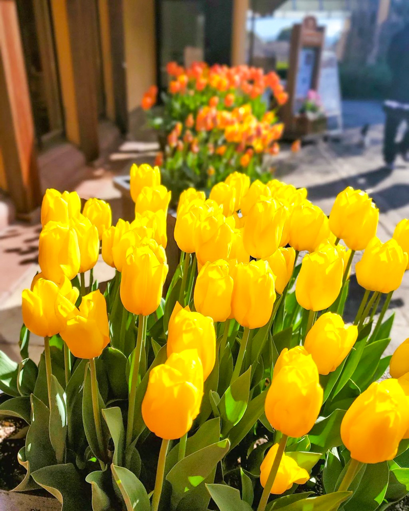 なばなの里（アイスチューリップ） 、1月冬の花、三重県桑名市の観光・撮影スポットの画像と写真