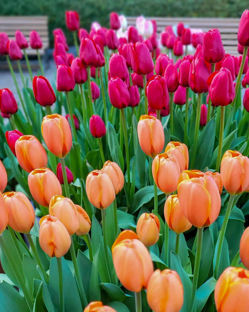 なばなの里（アイスチューリップ） 、1月冬の花、三重県桑名市の観光・撮影スポットの画像と写真