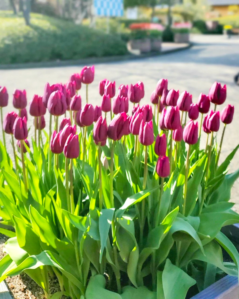 なばなの里（アイスチューリップ） 、1月冬の花、三重県桑名市の観光・撮影スポットの画像と写真