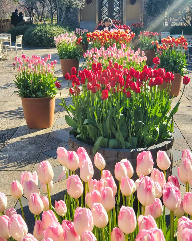 なばなの里（アイスチューリップ） 、1月冬の花、三重県桑名市の観光・撮影スポットの画像と写真