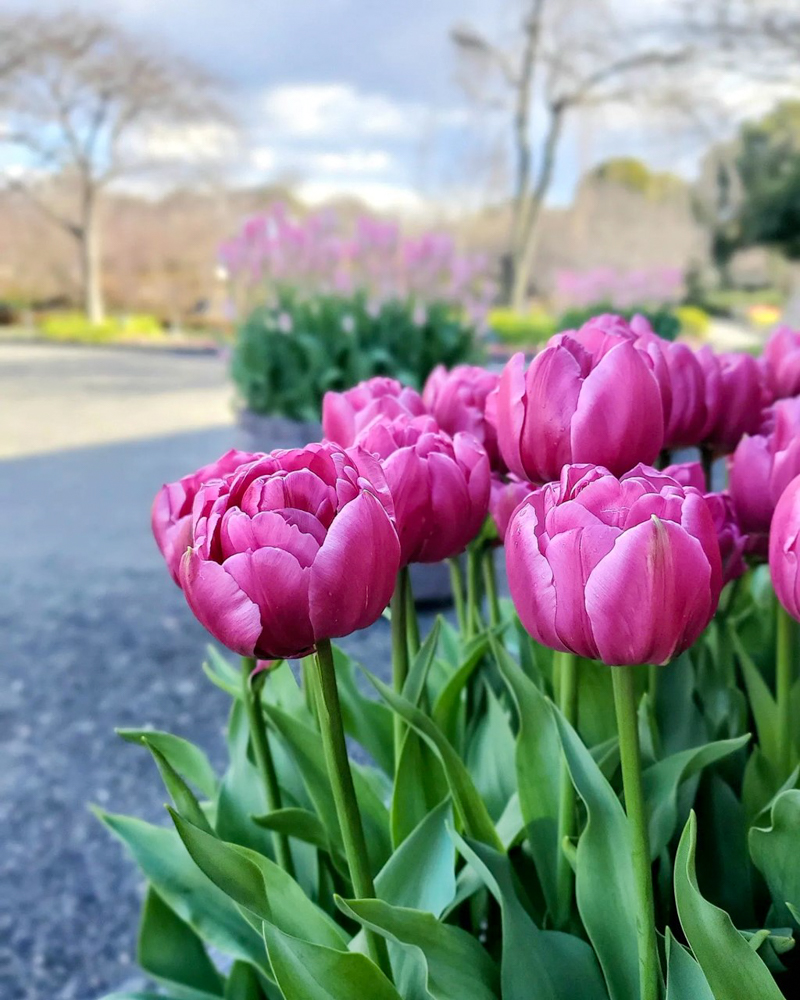 なばなの里（アイスチューリップ） 、1月冬の花、三重県桑名市の観光・撮影スポットの画像と写真