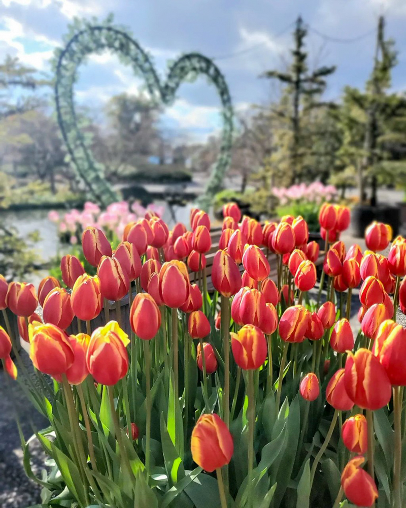 なばなの里（アイスチューリップ） 、1月冬の花、三重県桑名市の観光・撮影スポットの画像と写真