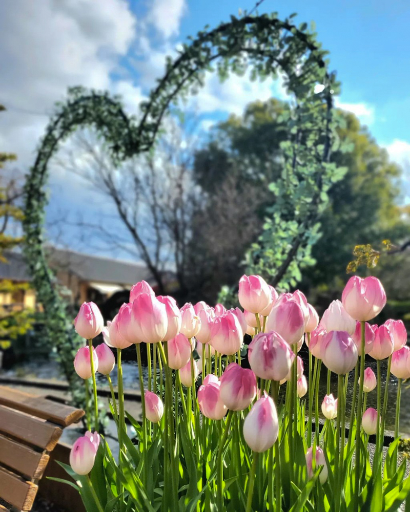 なばなの里（アイスチューリップ） 、1月冬の花、三重県桑名市の観光・撮影スポットの画像と写真