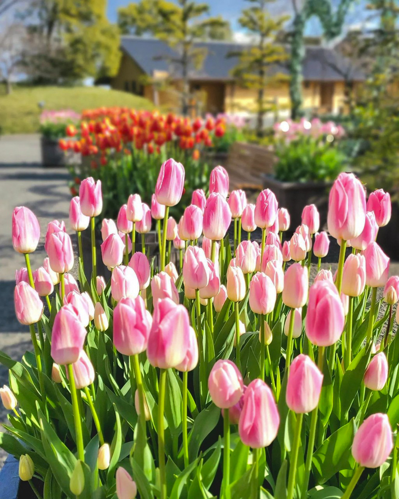 なばなの里（アイスチューリップ） 、1月冬の花、三重県桑名市の観光・撮影スポットの画像と写真