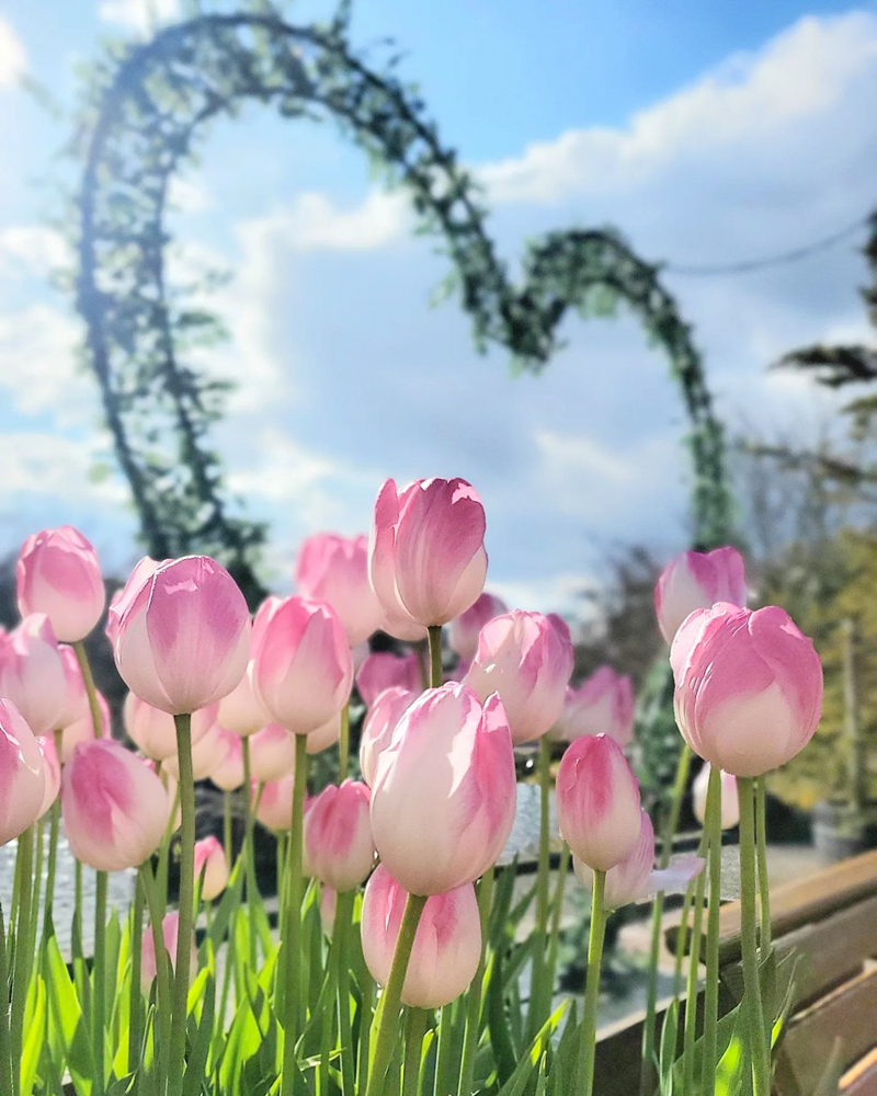 なばなの里（アイスチューリップ） 、1月冬の花、三重県桑名市の観光・撮影スポットの画像と写真