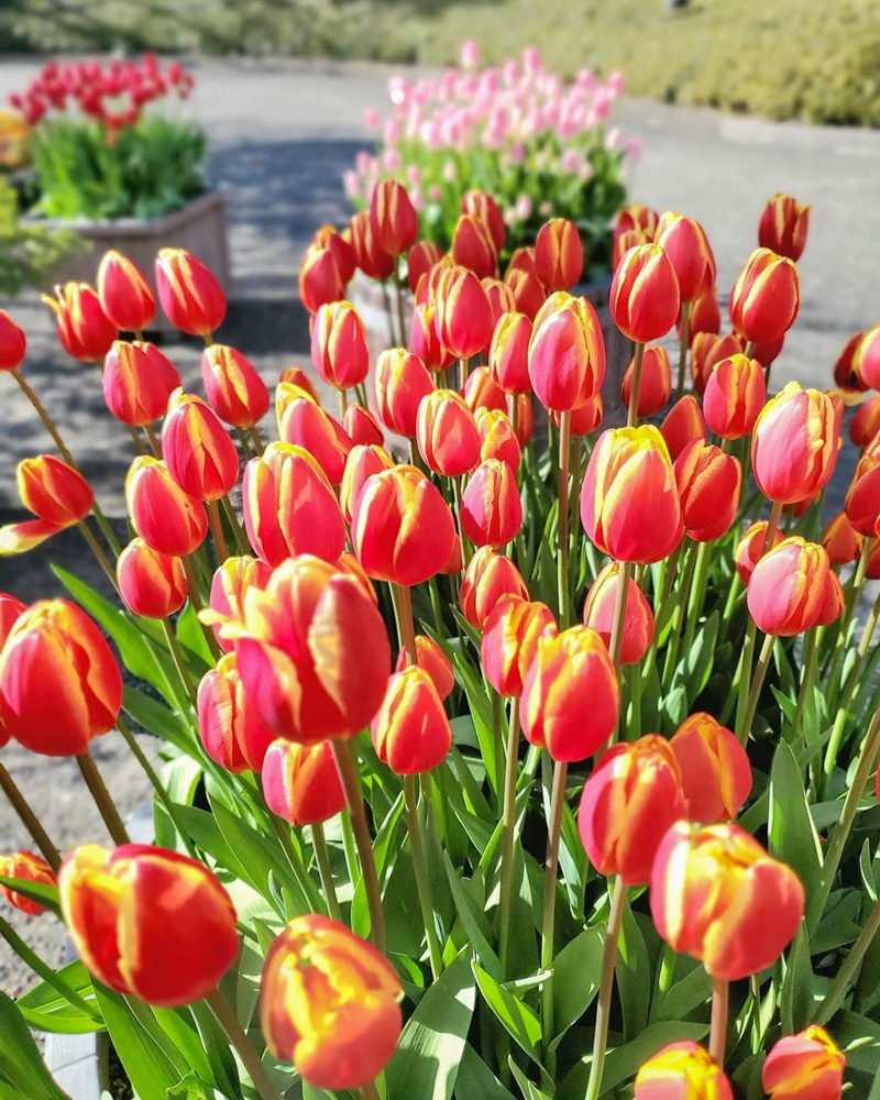 なばなの里（アイスチューリップ） 、1月冬の花、三重県桑名市の観光・撮影スポットの画像と写真