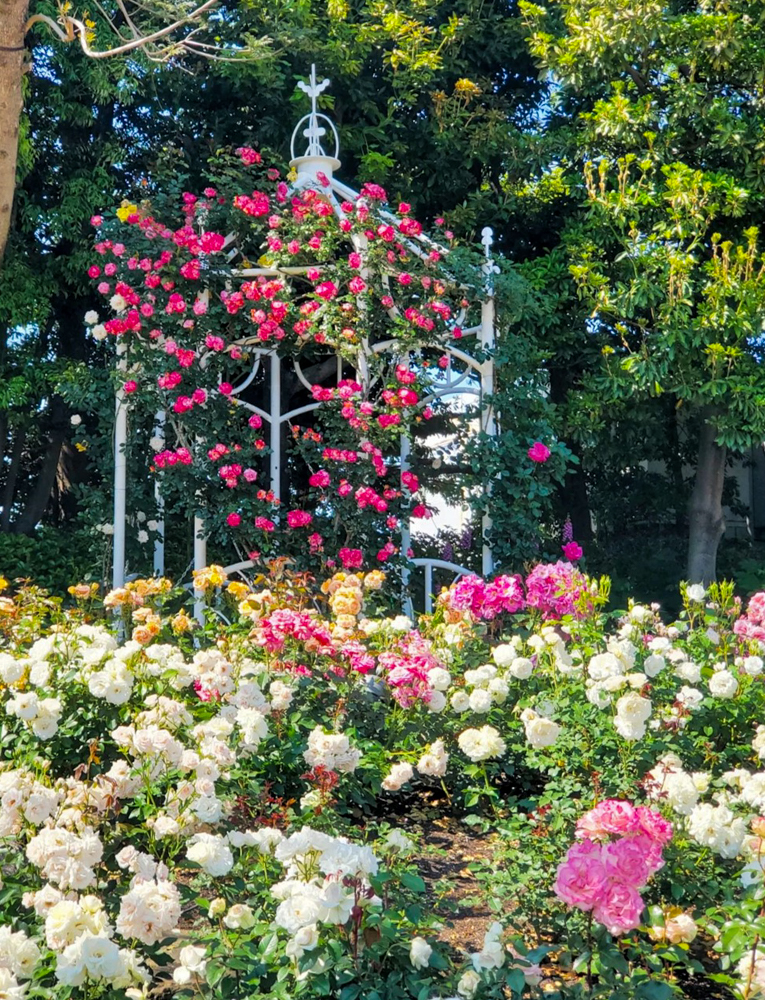 なばなの里、バラ、5月夏の花、三重県桑名市の観光・撮影スポットの名所