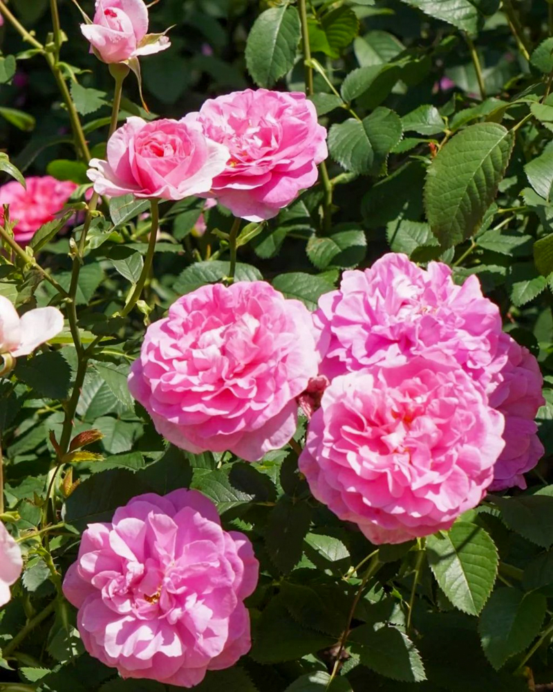 なばなの里、バラ、5月夏の花、三重県桑名市の観光・撮影スポットの名所