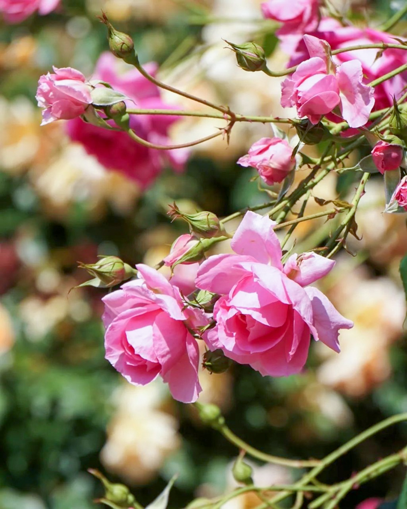 なばなの里、バラ、5月夏の花、三重県桑名市の観光・撮影スポットの名所