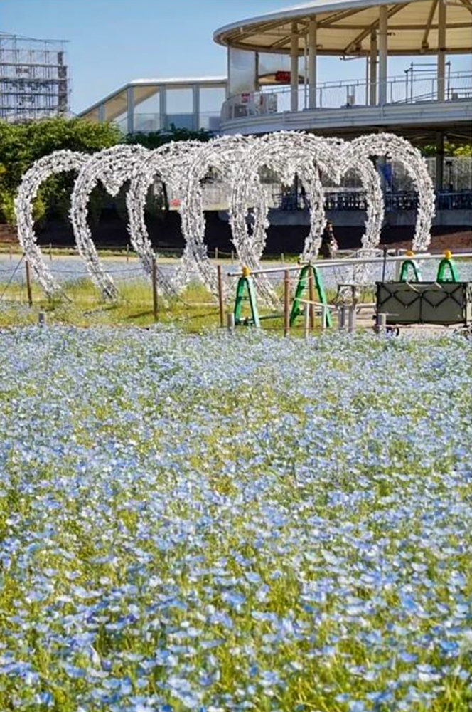 なばなの里、ネモフィラ、4月夏の花、三重県桑名市の観光・撮影スポットの名所