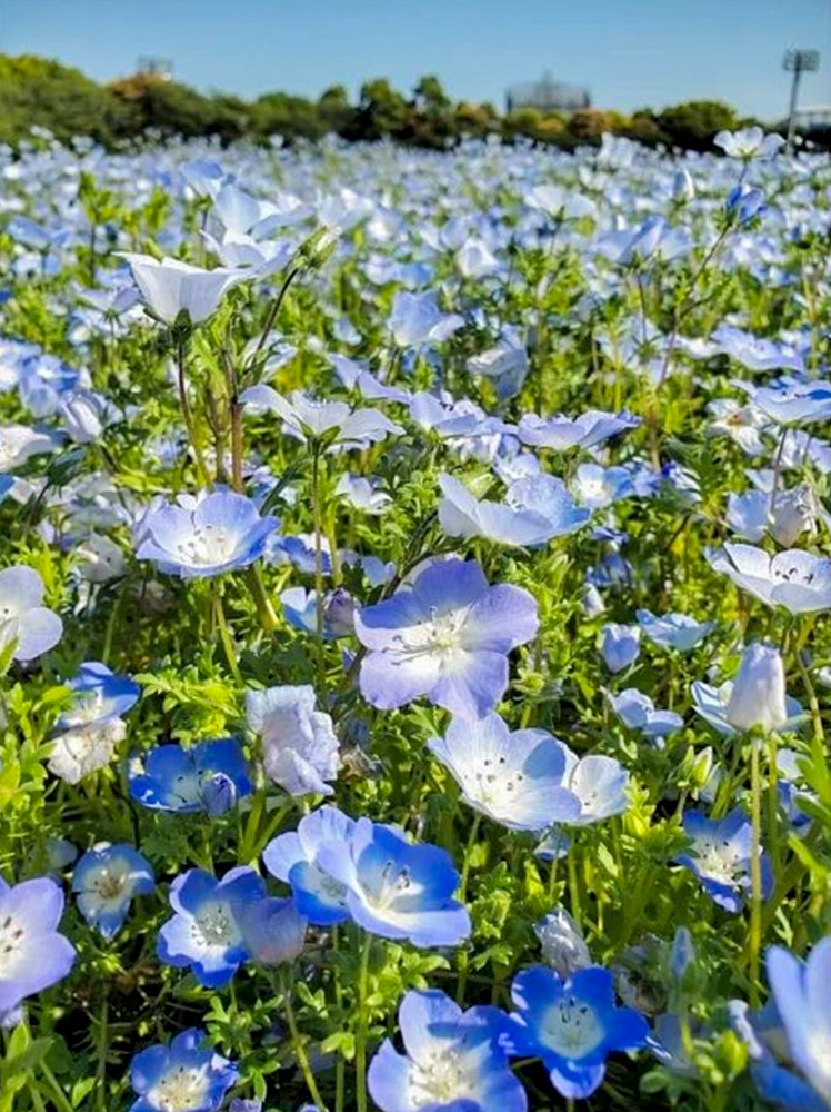 なばなの里、ネモフィラ、4月夏の花、三重県桑名市の観光・撮影スポットの名所