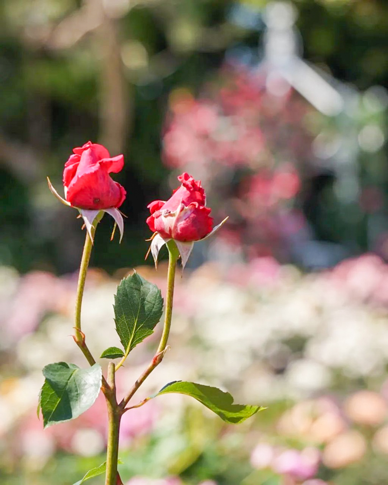 なばなの里、バラ、5月夏の花、三重県桑名市の観光・撮影スポットの名所