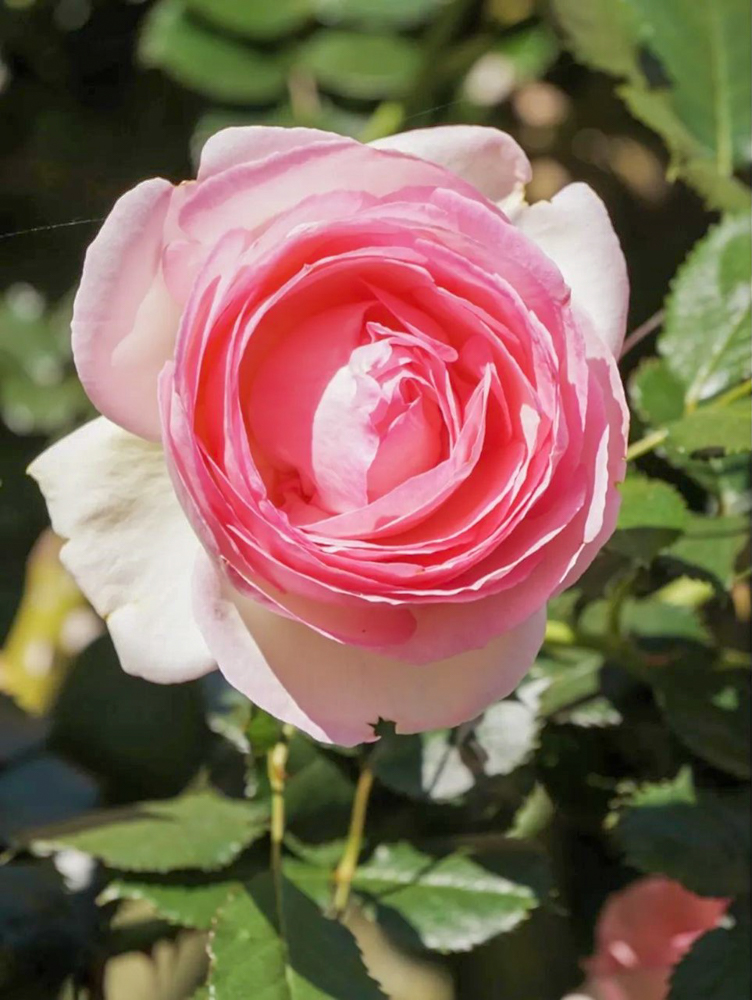 なばなの里、バラ、5月夏の花、三重県桑名市の観光・撮影スポットの名所