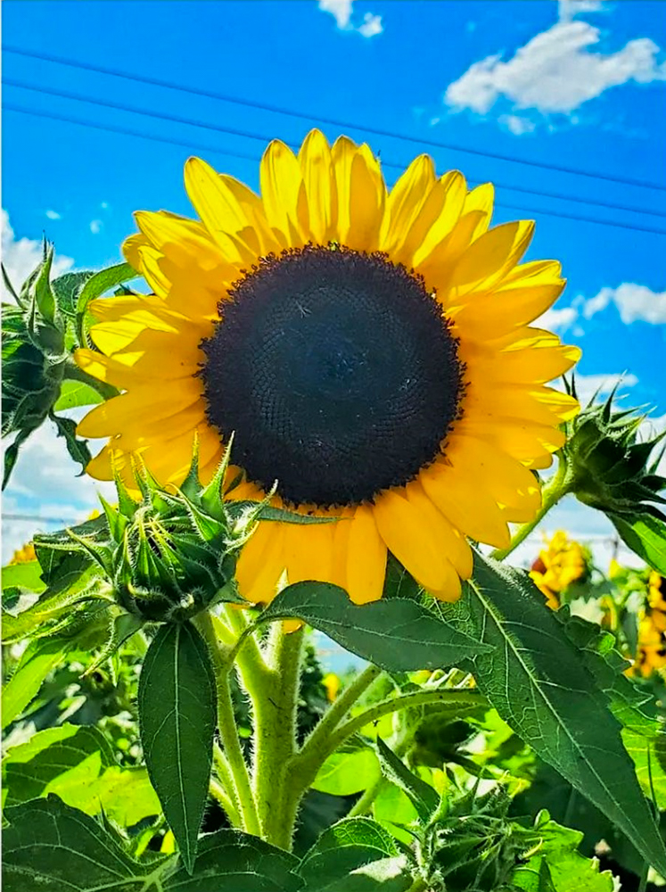 ひまわり畑プロジェクト萩原町、夏の花、愛知県一宮市の観光・撮影スポットの画像と写真