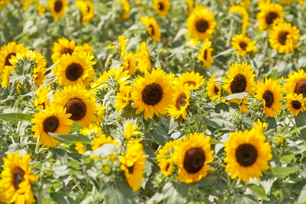 ひまわり畑プロジェクト萩原町、夏の花、愛知県一宮市の観光・撮影スポットの画像と写真