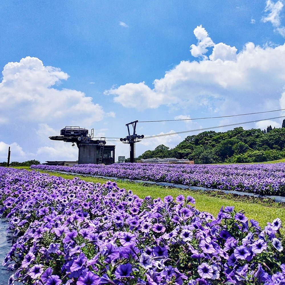 びわこ箱館山、夏の花、8月夏、滋賀県高島市の観光・撮影スポットの名所