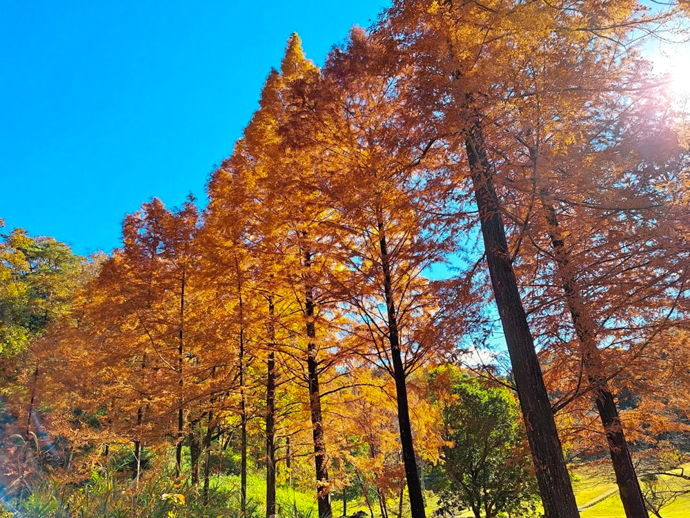 みたけの森、紅葉、11月秋、岐阜県可児市の観光・撮影スポットの画像と写真