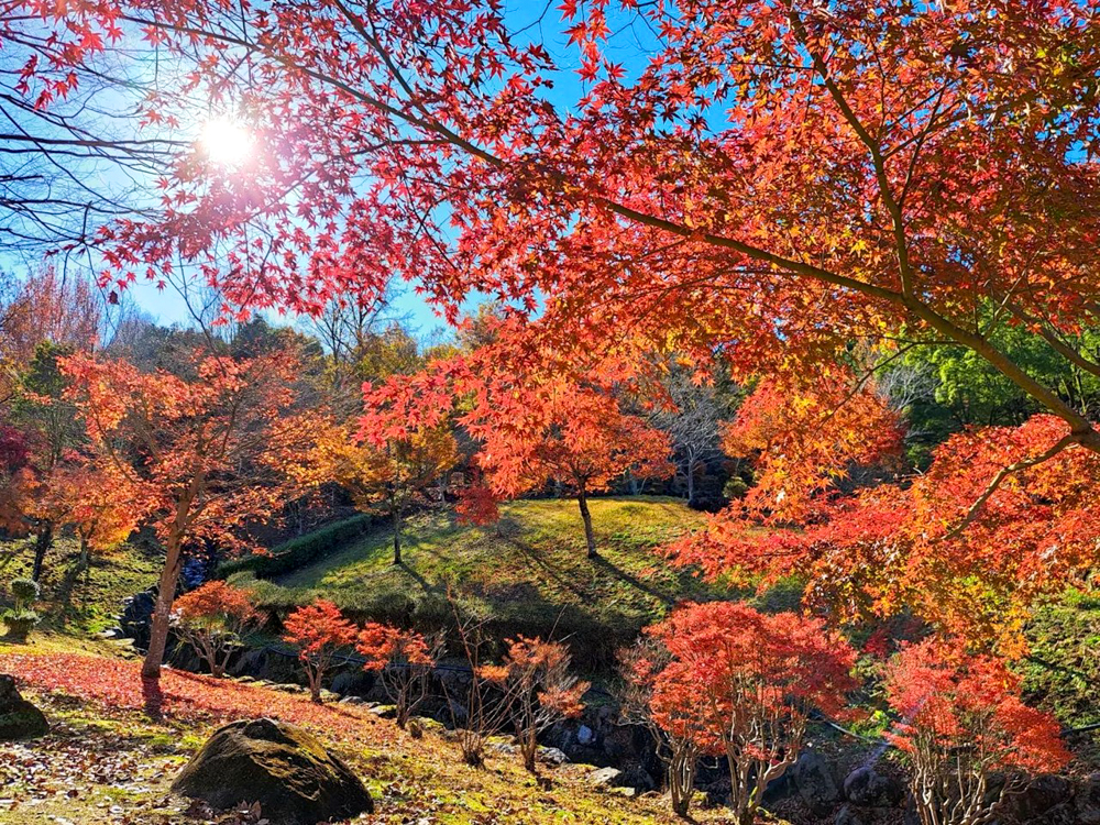 みたけの森、紅葉、11月秋、岐阜県可児市の観光・撮影スポットの画像と写真
