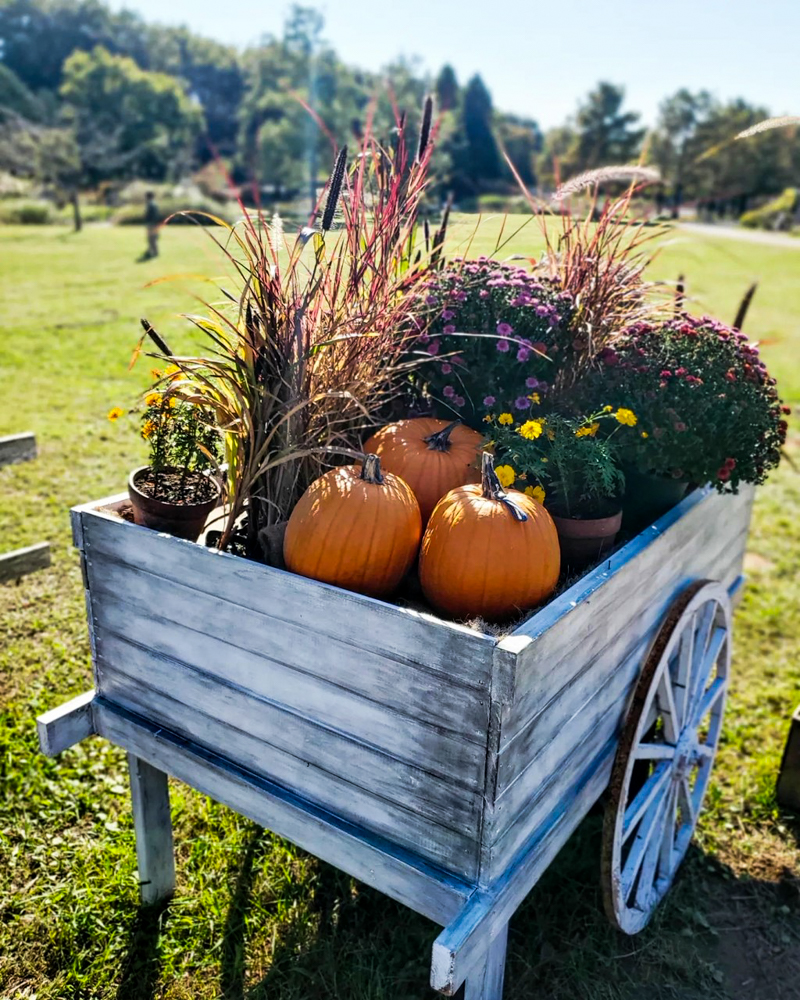 ラワーパーク江南、ハロウィン、10月の秋、愛知県江南市の観光・撮影スポットの画像と写真