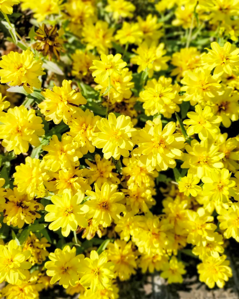 ラワーパーク江南、コスモス、ラワーパーク江南、10月の秋の花、愛知県江南市の観光・撮影スポットの画像と写真10月の秋の花、愛知県江南市の観光・撮影スポットの画像と写真