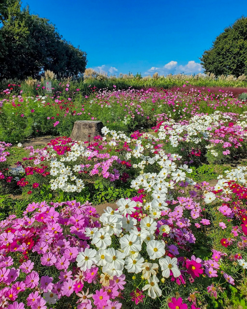 ラワーパーク江南、コスモス、10月の秋の花、愛知県江南市の観光・撮影スポットの画像と写真