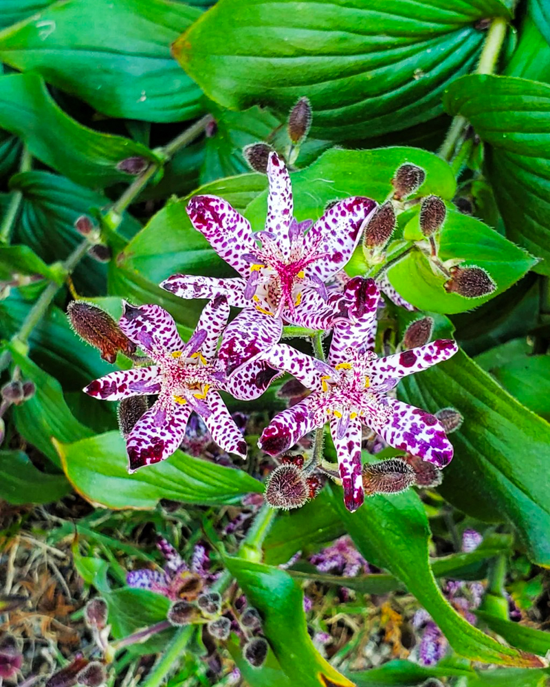 ラワーパーク江南、10月の秋の花、愛知県江南市の観光・撮影スポットの画像と写真