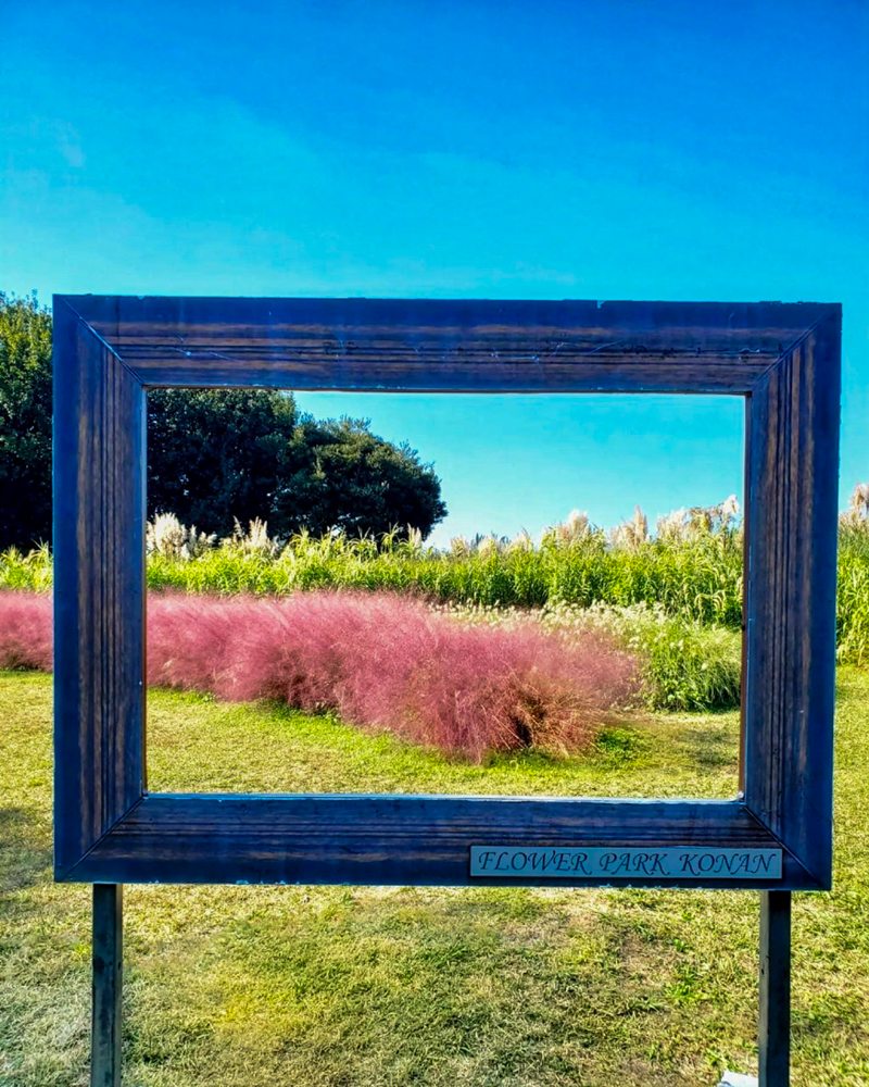 ラワーパーク江南、コキア、10月の秋の花、愛知県江南市の観光・撮影スポットの画像と写真