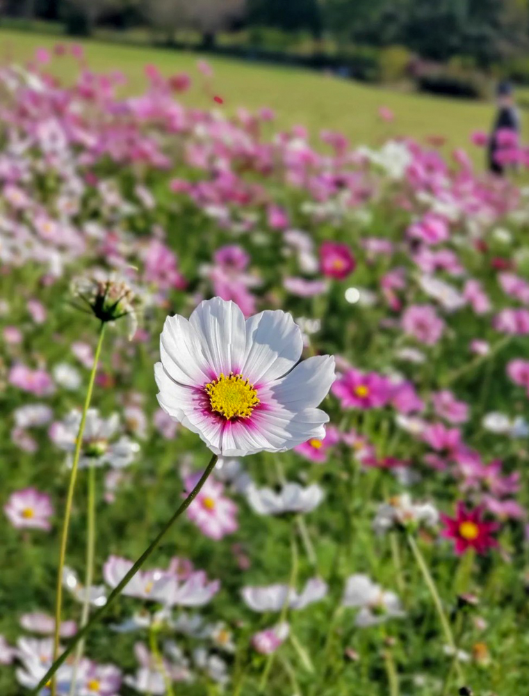 ラワーパーク江南、コスモス、10月の秋の花、愛知県江南市の観光・撮影スポットの画像と写真