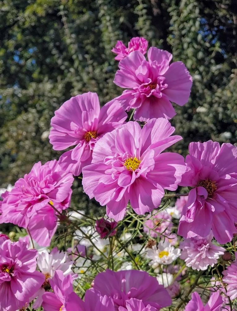 ラワーパーク江南、コスモス、10月の秋の花、愛知県江南市の観光・撮影スポットの画像と写真