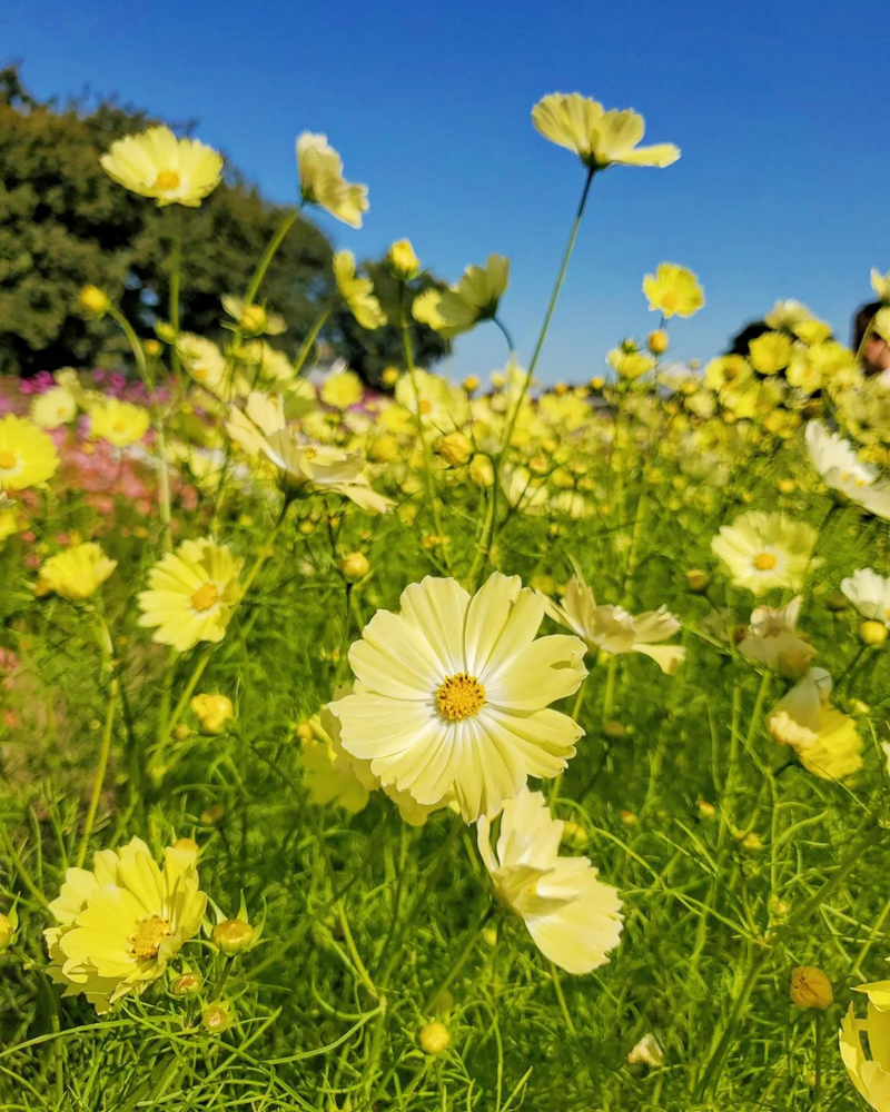 ラワーパーク江南、コスモス、10月の秋の花、愛知県江南市の観光・撮影スポットの画像と写真