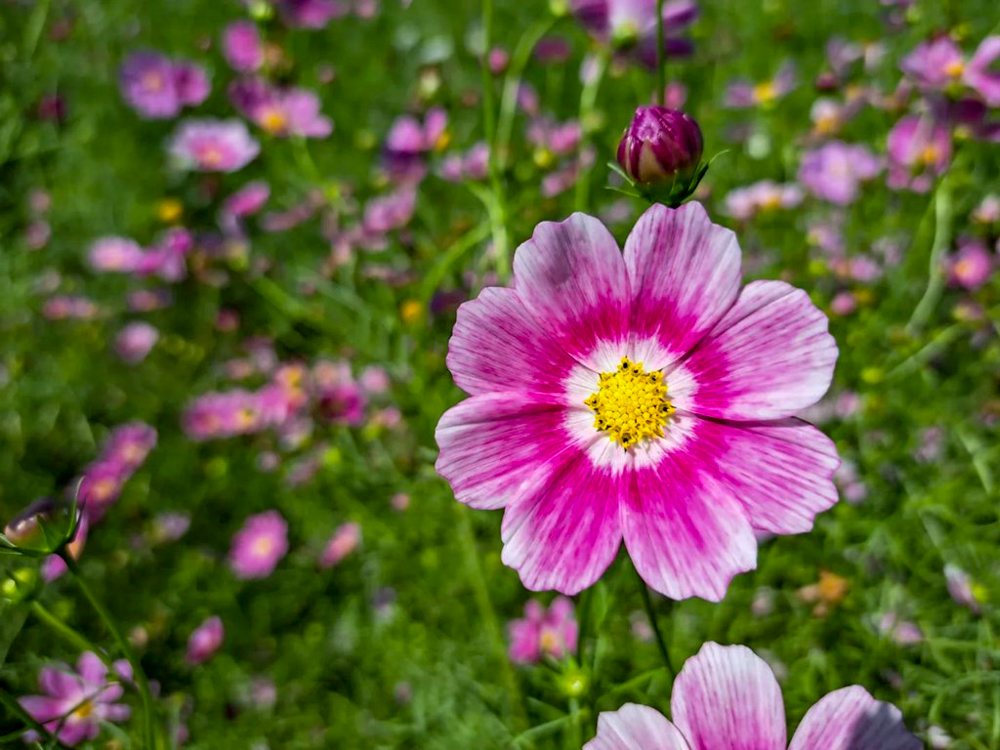 モリコロパーク、コスモス、10月の秋の花、愛知県長久手市の観光・撮影スポットの画像と写真愛知県長久手市の観光・撮影スポットの画像と写真