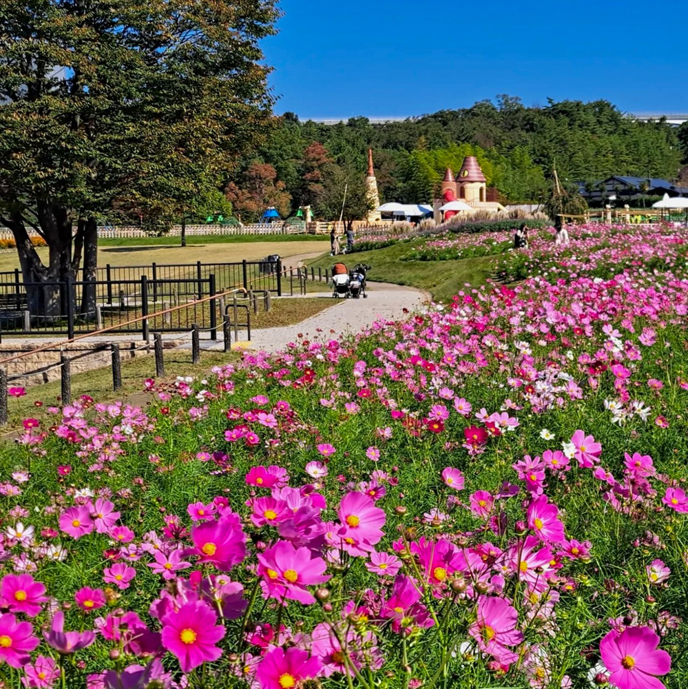 愛知牧場、コスモス、１０月の秋の花、愛知県日進市の観光・撮影スポットの画像と写真