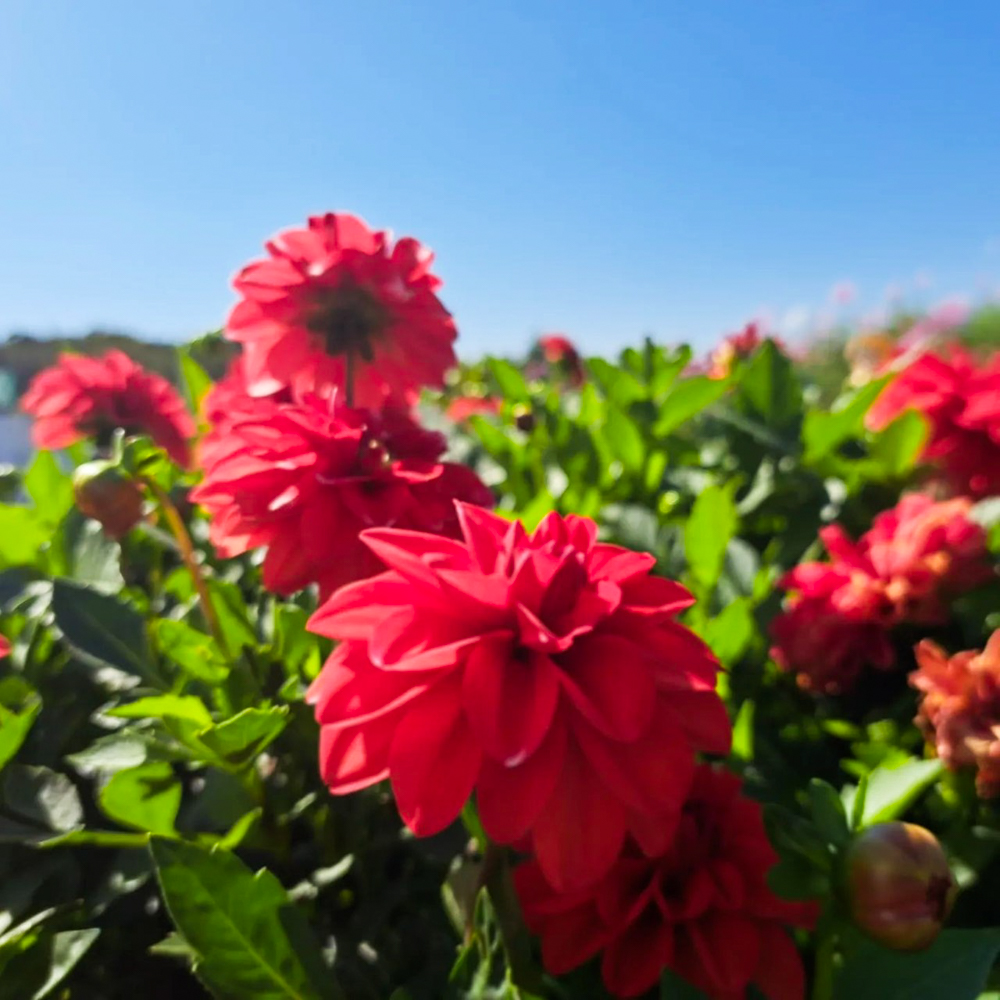 愛知牧場、１０月の秋の花、愛知県日進市の観光・撮影スポットの画像と写真