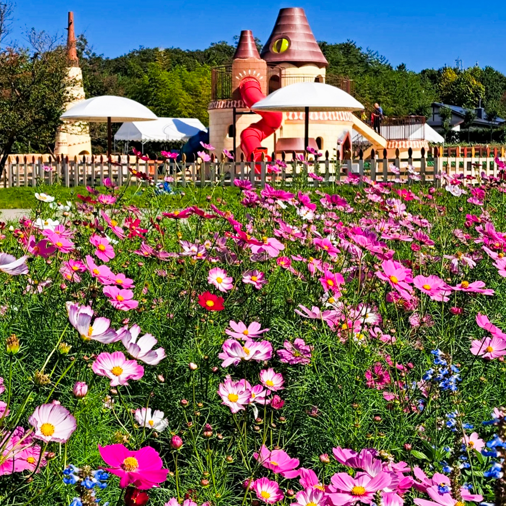 愛知牧場、コスモス、１０月の秋の花、愛知県日進市の観光・撮影スポットの画像と写真