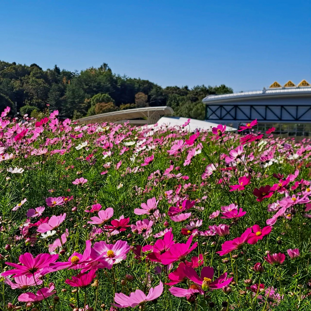 愛知牧場、コスモス、１０月の秋の花、愛知県日進市の観光・撮影スポットの画像と写真