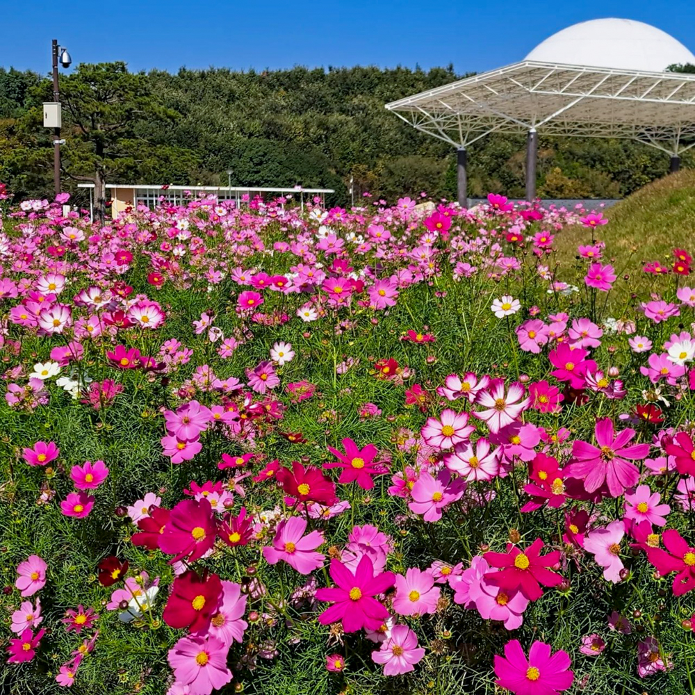 愛知牧場、コスモス、１０月の秋の花、愛知県日進市の観光・撮影スポットの画像と写真