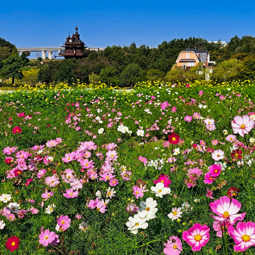 愛知牧場、コスモス、１０月の秋の花、愛知県日進市の観光・撮影スポットの画像と写真