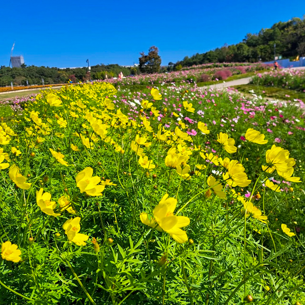 愛知牧場、コスモス、１０月の秋の花、愛知県日進市の観光・撮影スポットの画像と写真